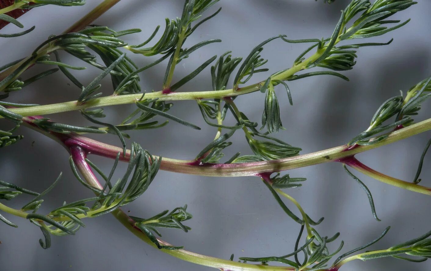 Солянка трава. Солянка холмовая- salsola collina. salsola collina pall. – солянка холмовая. salsola ruthenica. солянка рихтера (salsola richteri).