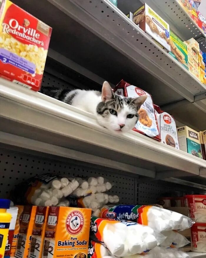 Cat store. Котик на полке магазин. Кошка в магазине. Кот лежит на полке. Кошка на полке.