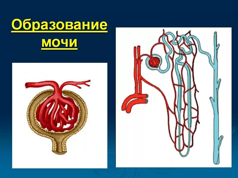 Образование мочи. Образование мочи в нефроне. Схема образования первичной и вторичной мочи. Нефрон первичная моча.