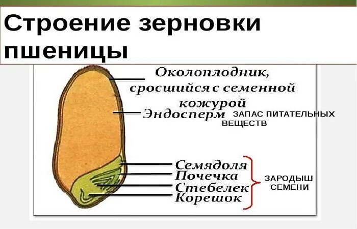 Слой околоплодника. Внешнее строение семян Зерновка пшеницы. Строение семени зерновки. Схема разрезанной Зерновка пшеницы. Строение зерновки пшеницы рисунок.