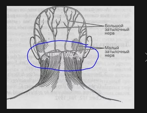 При нажатии на затылок. Затылочный нерв анатомия схема. Затылочный и тройничный нерв. Неврит малого затылочного нерва.