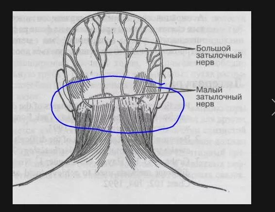 Затылок это где. Затылочный нерв анатомия схема. Затылочный и тройничный нерв. Неврит малого затылочного нерва.