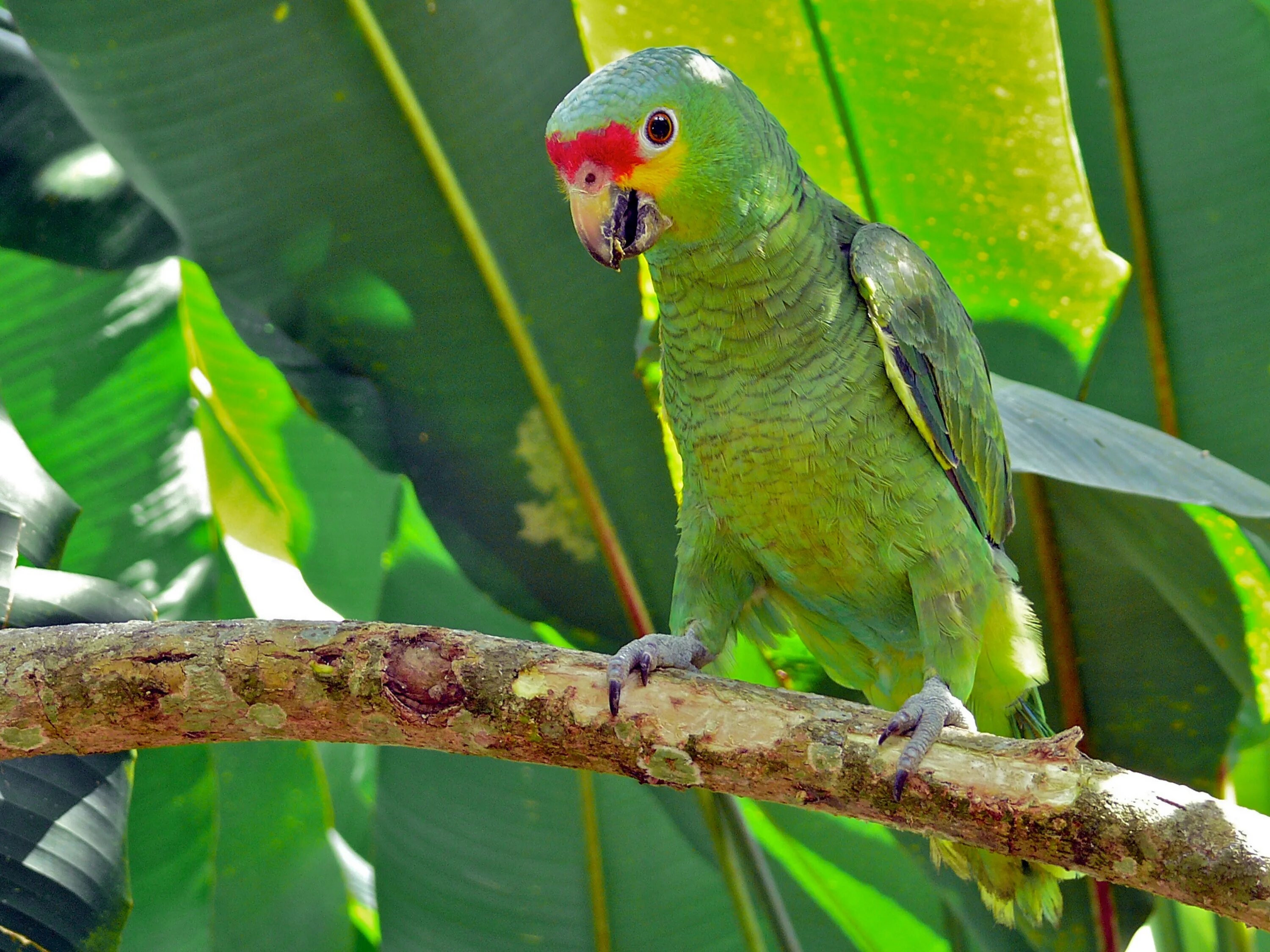 Parrots names. Амазон попугай. Краснолобый Амазон. Желтоголовый Амазон. Желтоголовый Амазон попугай.