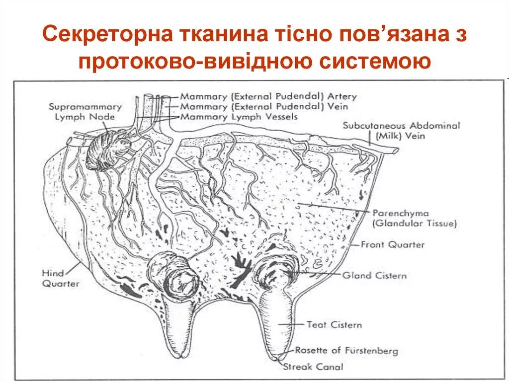 Железа каких животных