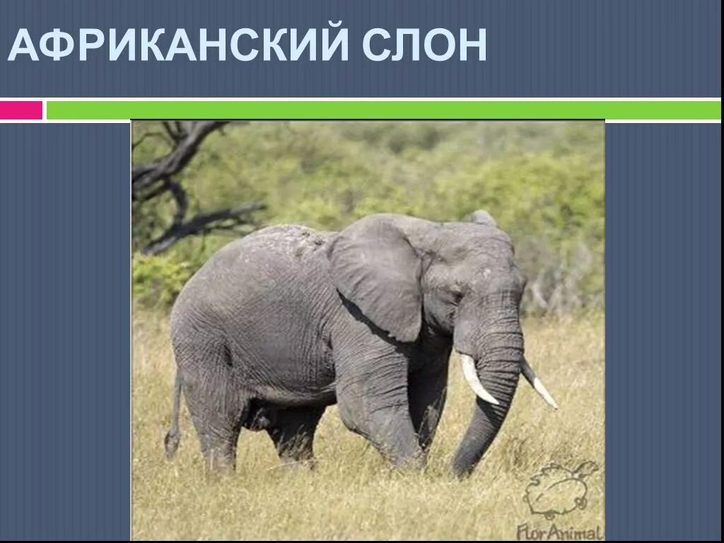 Слоник жив. Слоны 1 класс. Слон для презентации. Презентация о слонах. Слоны для презентации.