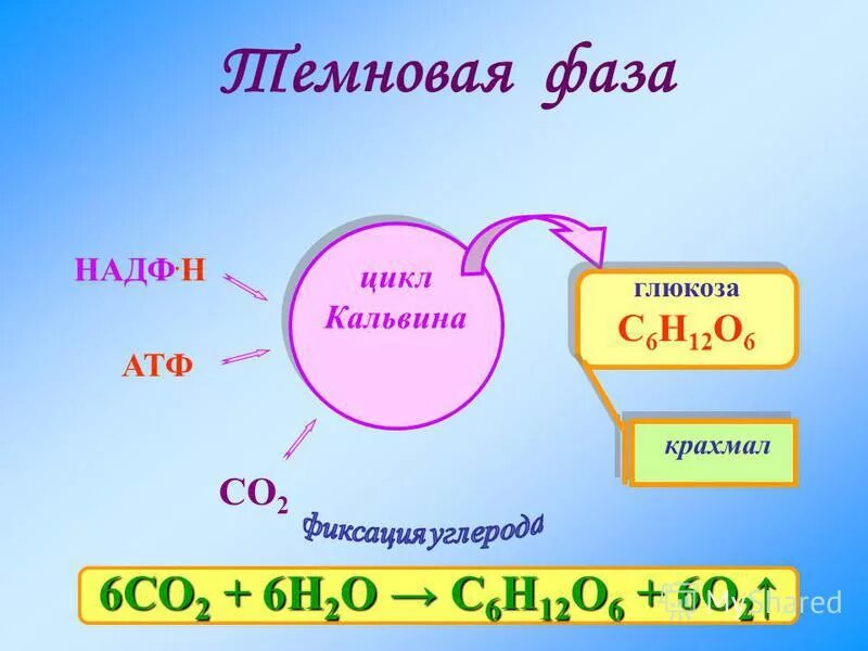 реакция получения глюкозы. крахмал глюкоза. со2 крахмал. со2 крахмал. гликолиз глюкозы схема.