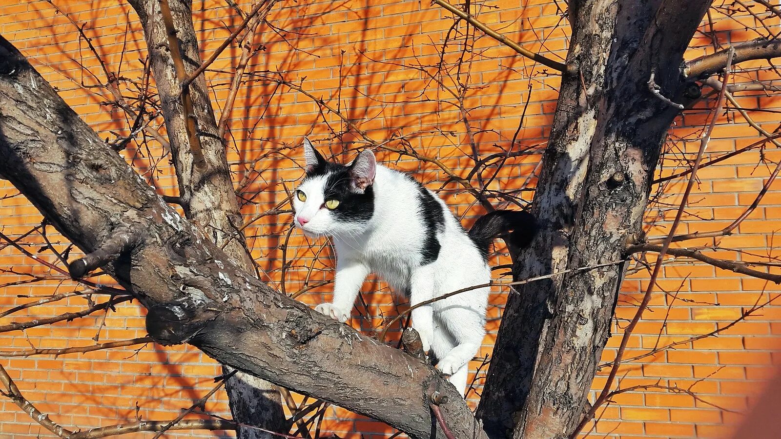 Звуки гуляющих котов. Кот гуляет. Предвесеннюю пору. Кот гуляет по оранжерее. Прогулка с котами в Геленджике.
