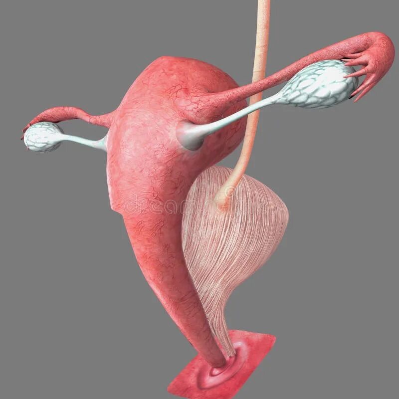Reproductive organs. Reproductive organs. Eublepharis macularius anatomy reproductive system. Строение женской репродуктивной системы. Репродуктивная система 3д.