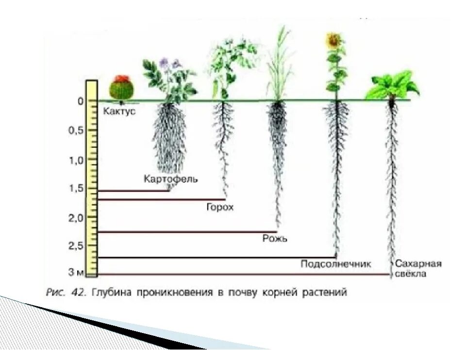 Глубь корень. Схема корневой системы огурцов. Корневая система огурца глубина. Корни томатов глубина.