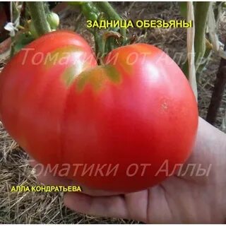 Томат обезьяны