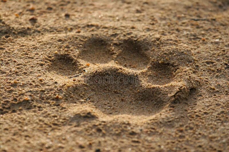 Пляж лапки. Следы на песке. Следы зверей на песке. Следы Львов на песке. След леопарда.