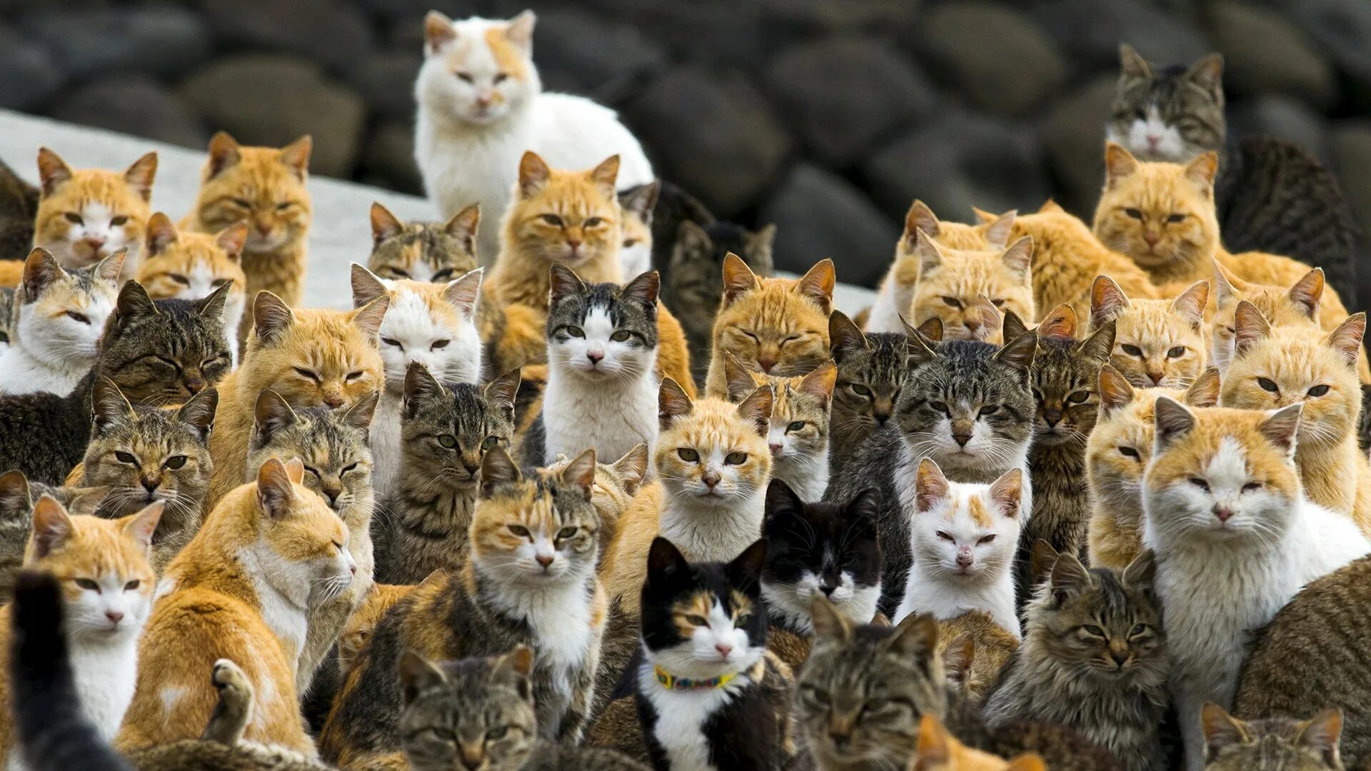 Много котят разных. Много котят разных