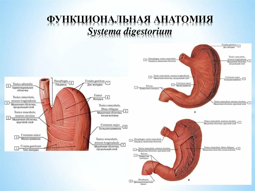 Анатомические и функциональные аномалии. Анатомические и функциональные аномалии