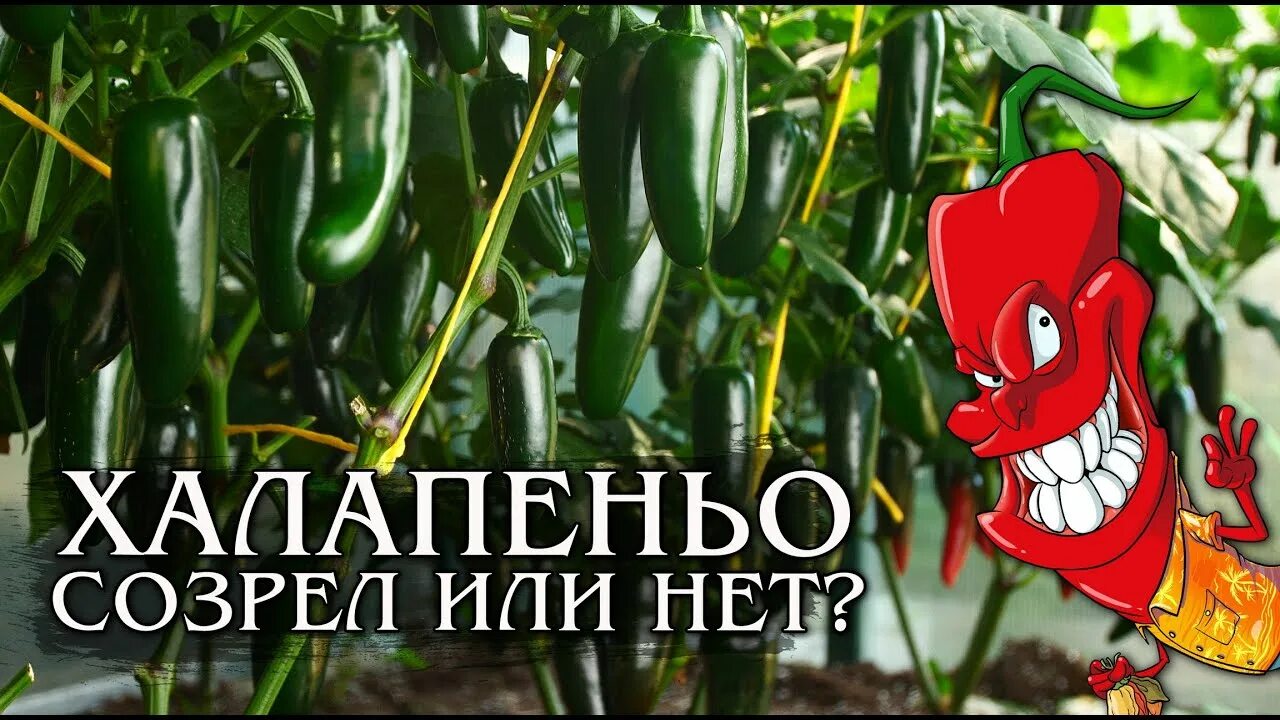 Когда можно убирать перец