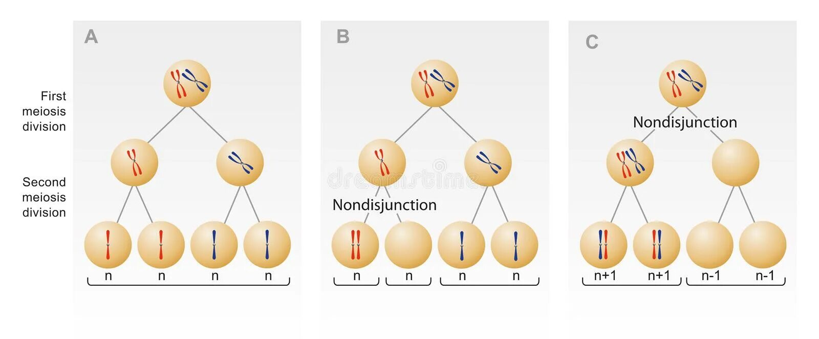 Зигота человека содержит хромосом. Мейоз. Nondisjunction. Meiosis i nondisjunction. Деление зиготы митоз или мейоз.