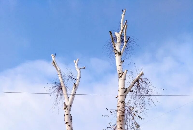 Гнуть березу. Серебристый Тополь кронирование. Кронирование березы. Береза обрезать макушку. Срезанные верхушки деревьев.