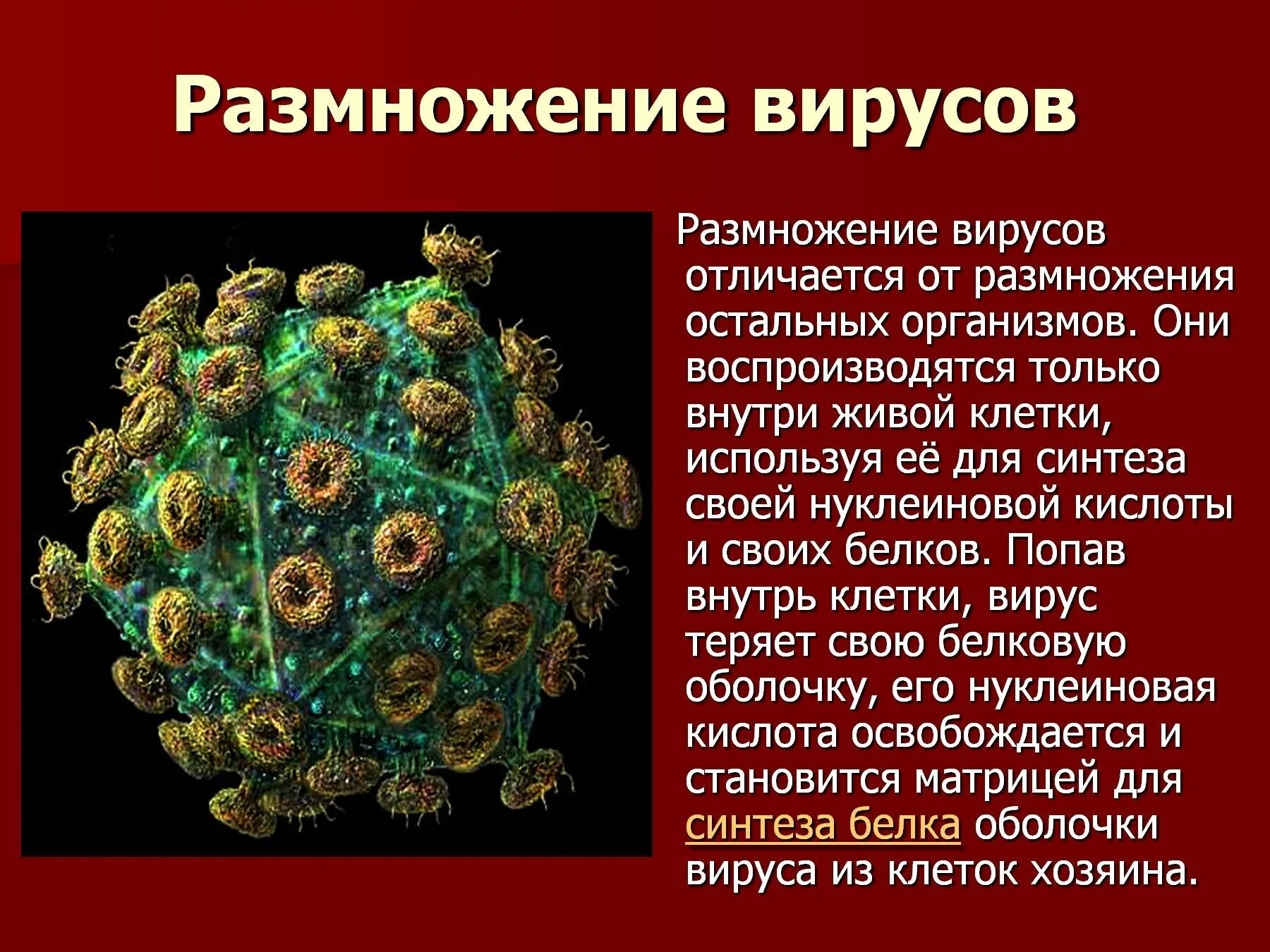 Представители вирусов 5 класс биология. Вирусы неклеточные формы жизни презентация. Неклеточные организмы вирусы. Размножение вирусов. Вирусы размножаются.