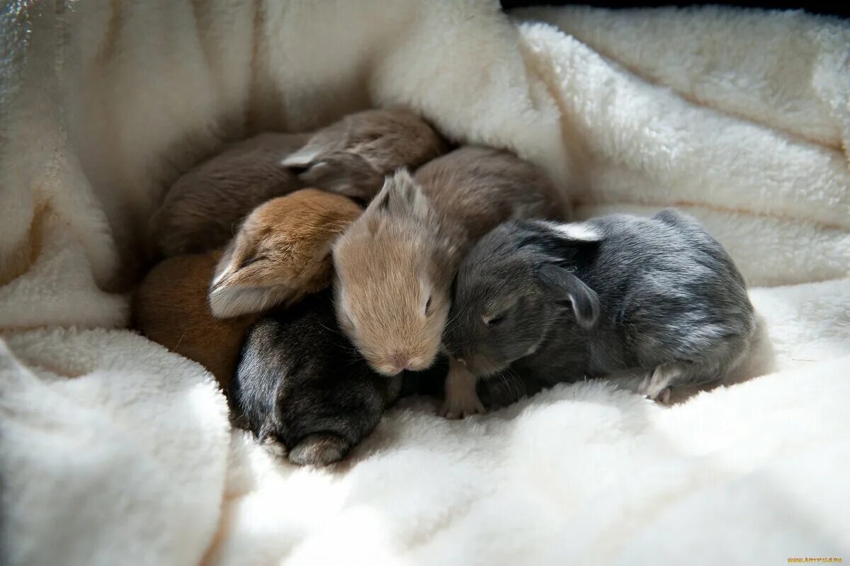 Детеныш рождается зрячим. Новорождённые крольчата. Маленькие новорождённые кролики. Маленькие крольчата. Новорожденные Зайчата.