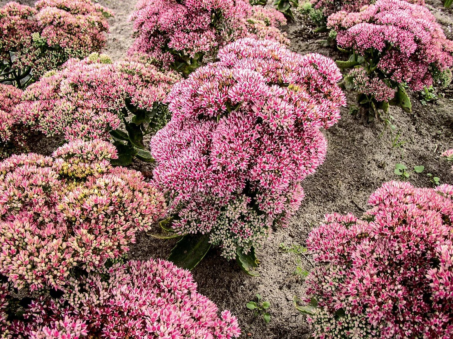 Очиток Видный (Sedum spectabile `Brilliant`). Очиток Видный (Sedum spectabile). Очиток Видный (Sedum spectabile `Carmen`).