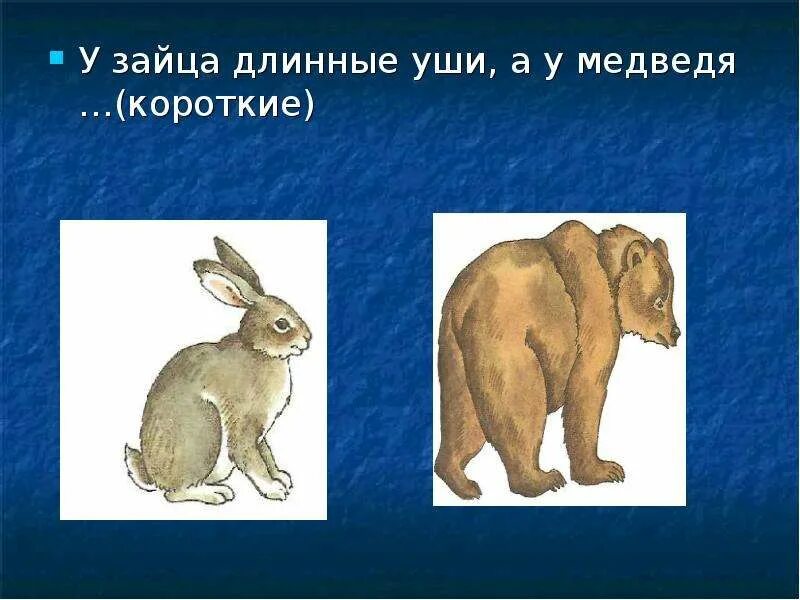 Медведь и зайцы. Заяц с длинными ушами. Заяц с длинным хвостом. Длинные и короткие животные. У зайца хвост короткий а уши