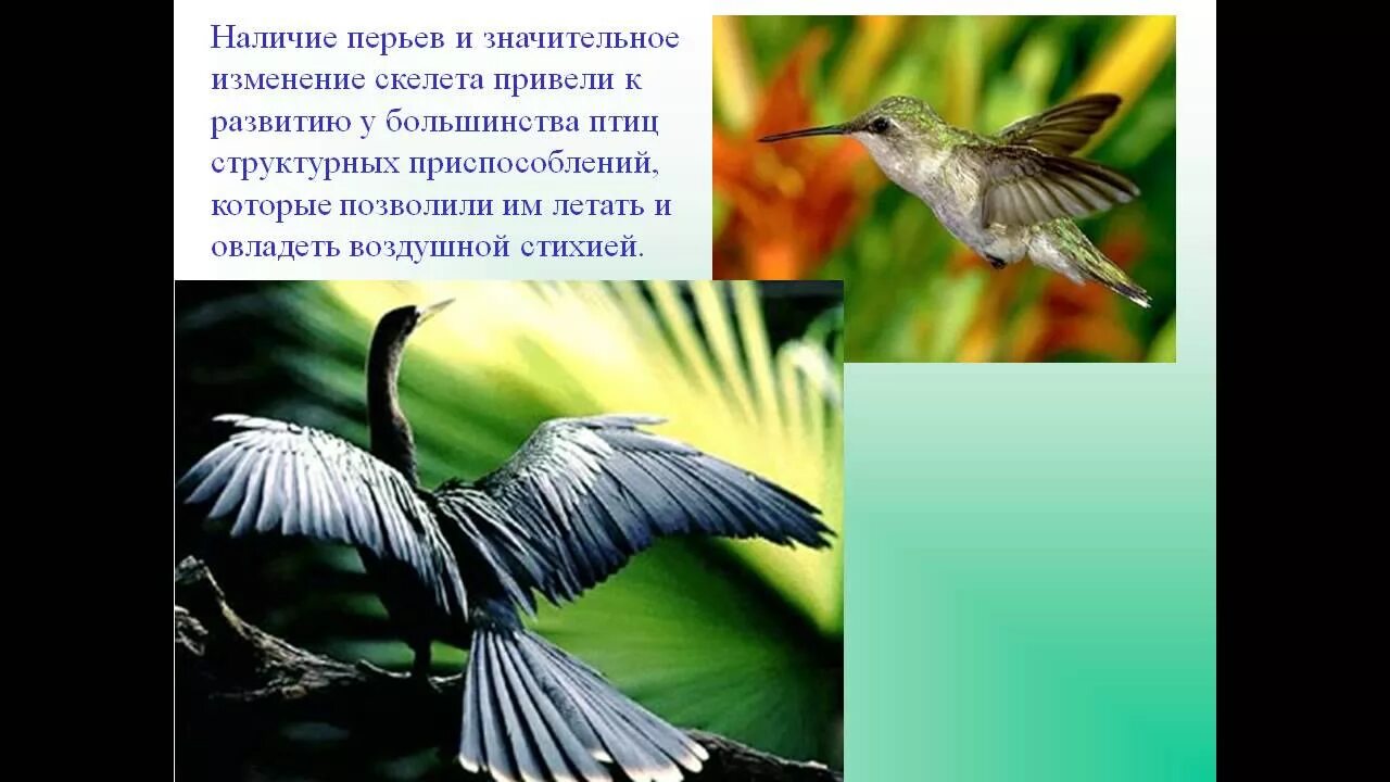 Типы перьев. Перья маховые и пуховые. Перья являются производными. Перья являются производными. Строение махового пера у птиц.