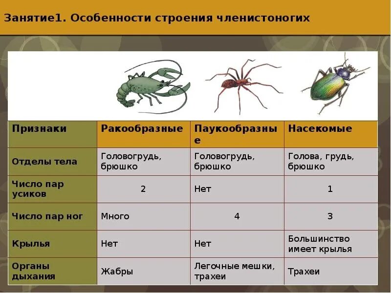 Насекомые сходства и различия. Особенности внешнего строения Тип Членистоногие класс насекомые. Насекомые пауки ракообразные таблица. Строение тела класс ракообразные класс паукообразные. Внешнее строение паукообразных 7 класс биология таблица.