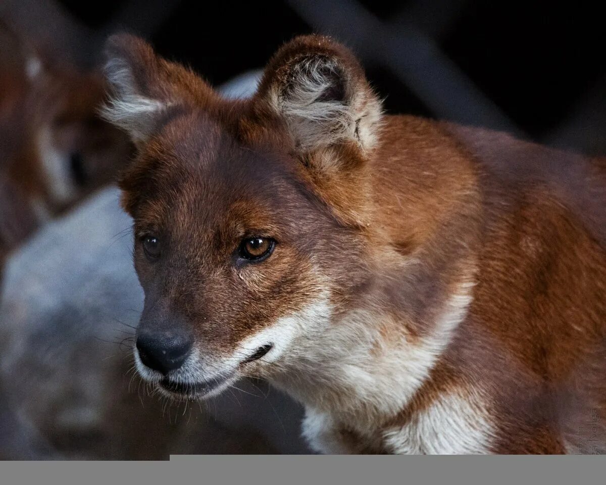 Лео и тиг дух раздора. Красный волк. Лео и тиг лионелла. Лео красный волк. Лео красный волк.