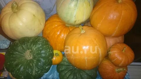 1 тыква сколько кг