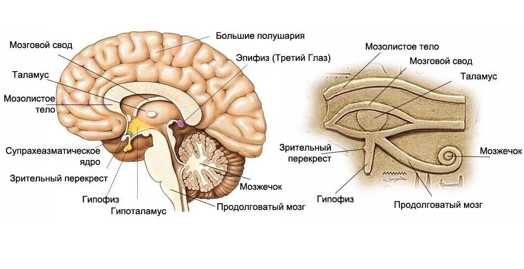Большое полушарие мозолистое тело мост гипоталамус. Строение головного мозга человека гипофиз эпифиз. Таламус гипоталамус эпифиз. Промежуточный мозг гипофиз эпифиз. Промежуточный мозг гипоталамус таламус гипофиз.