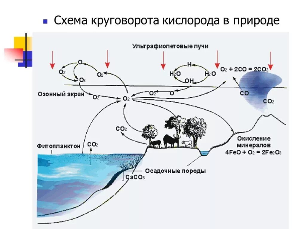 Круговорот кислорода (по е. а. Криксунову и др., 1995). Круговорот кислорода ( по п. Дювиньо и м. Тангу ). Круговорот кислорода в природе схема. Схема круговорота кислорода в биосфере 9 класс. Поступление кислорода в воду