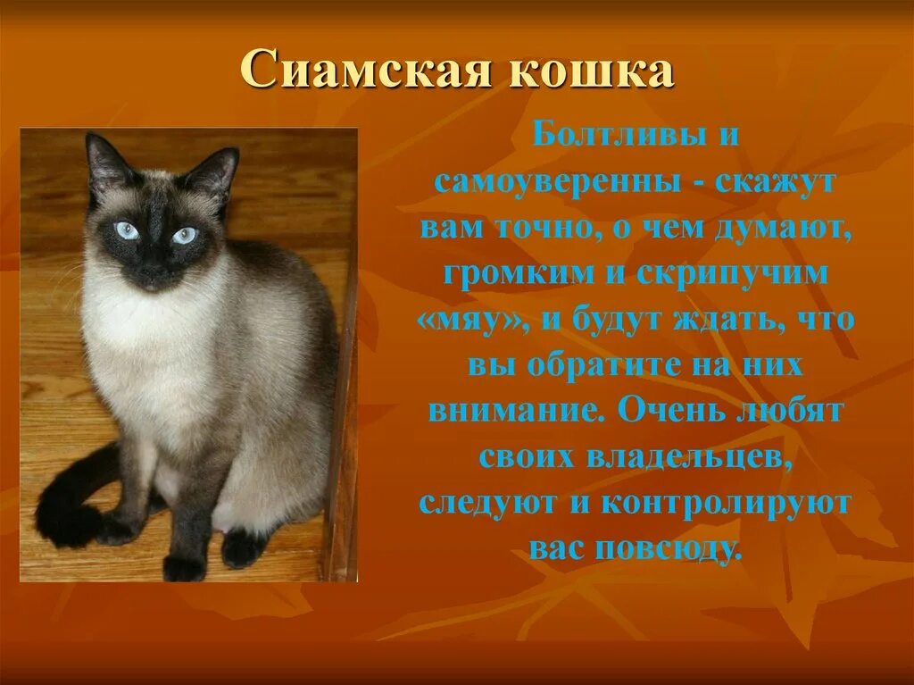 Слова породы кошек. Рассказ про сиамского кота. Информация о сиамской кошке. Рассказ о породе кошек. Сиамская кошка характер.