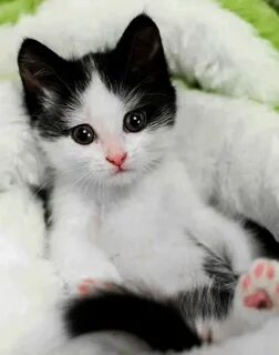 Симпатичные кошечки