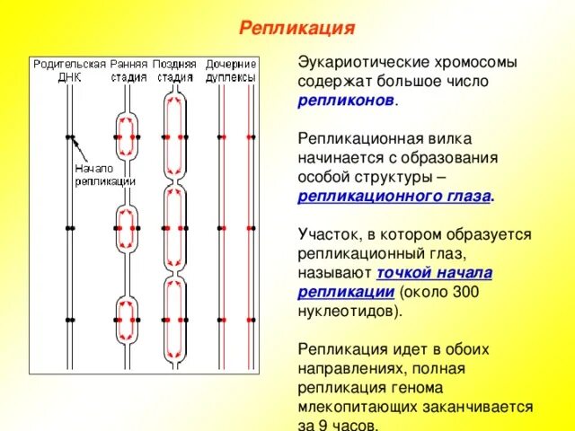 Расположение в экваториальной плоскости двухроматидных образование