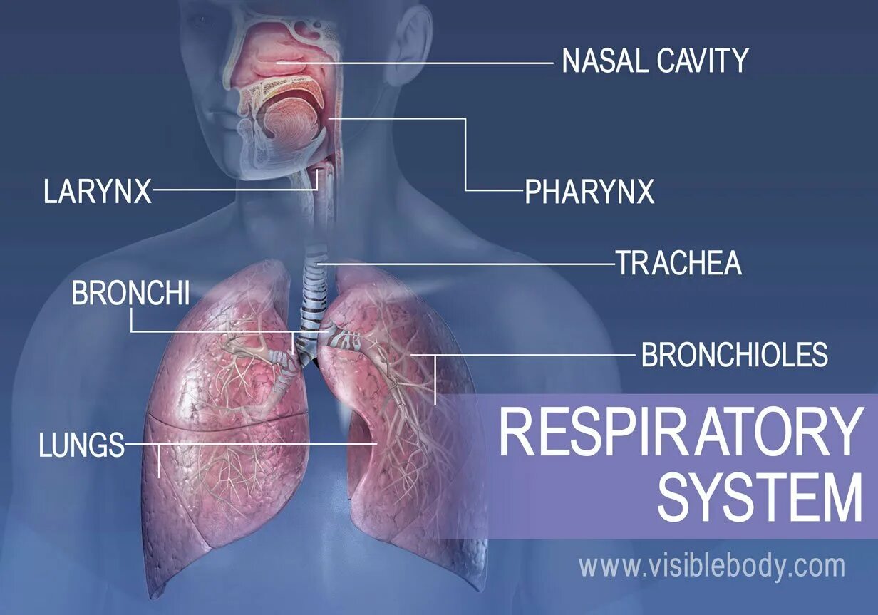 Дыхательная латынь. Органы дыхания. Дыхательная система человека. Органы дыхательной системы. Анатомия органов дыхания.