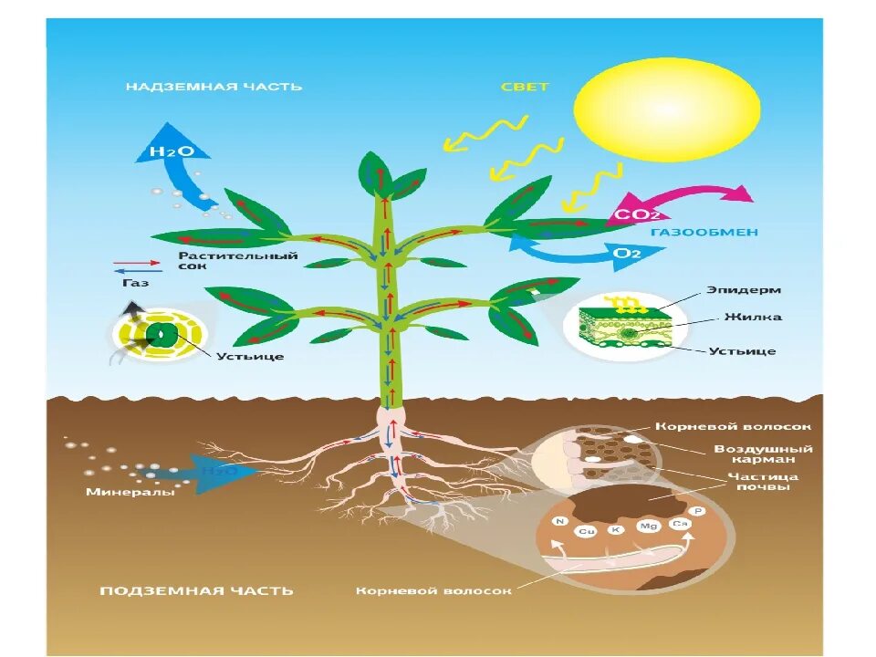 Схема фотосинтеза у растений. Фотосинтез рисунок. Повышение эффективности фотосинтеза. Факторы фотосинтеза у растений. Схема фотосинтеза в природе