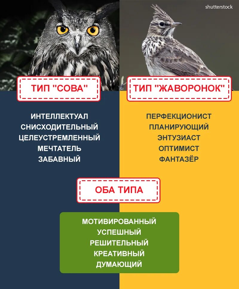 К какому типу относится сова. Биоритмы сова жаворонок голубь. жаворонок и сова типы людей. совы жаворонки типы людей. хронотип сова.