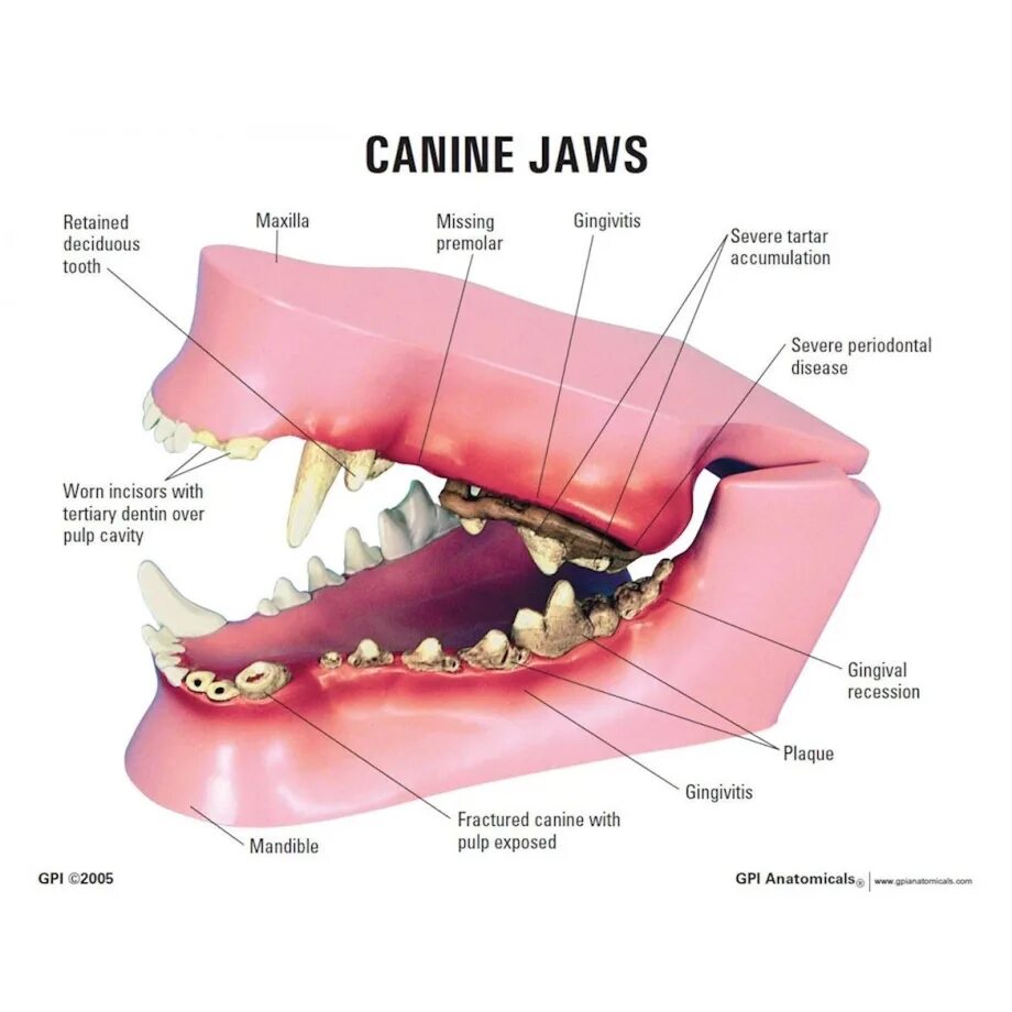 Строение зубов собаки схема. Строение зубной системы у собак. Строение зуба собаки анатомия. Анатомия зубов собаки. Челюсть на английском