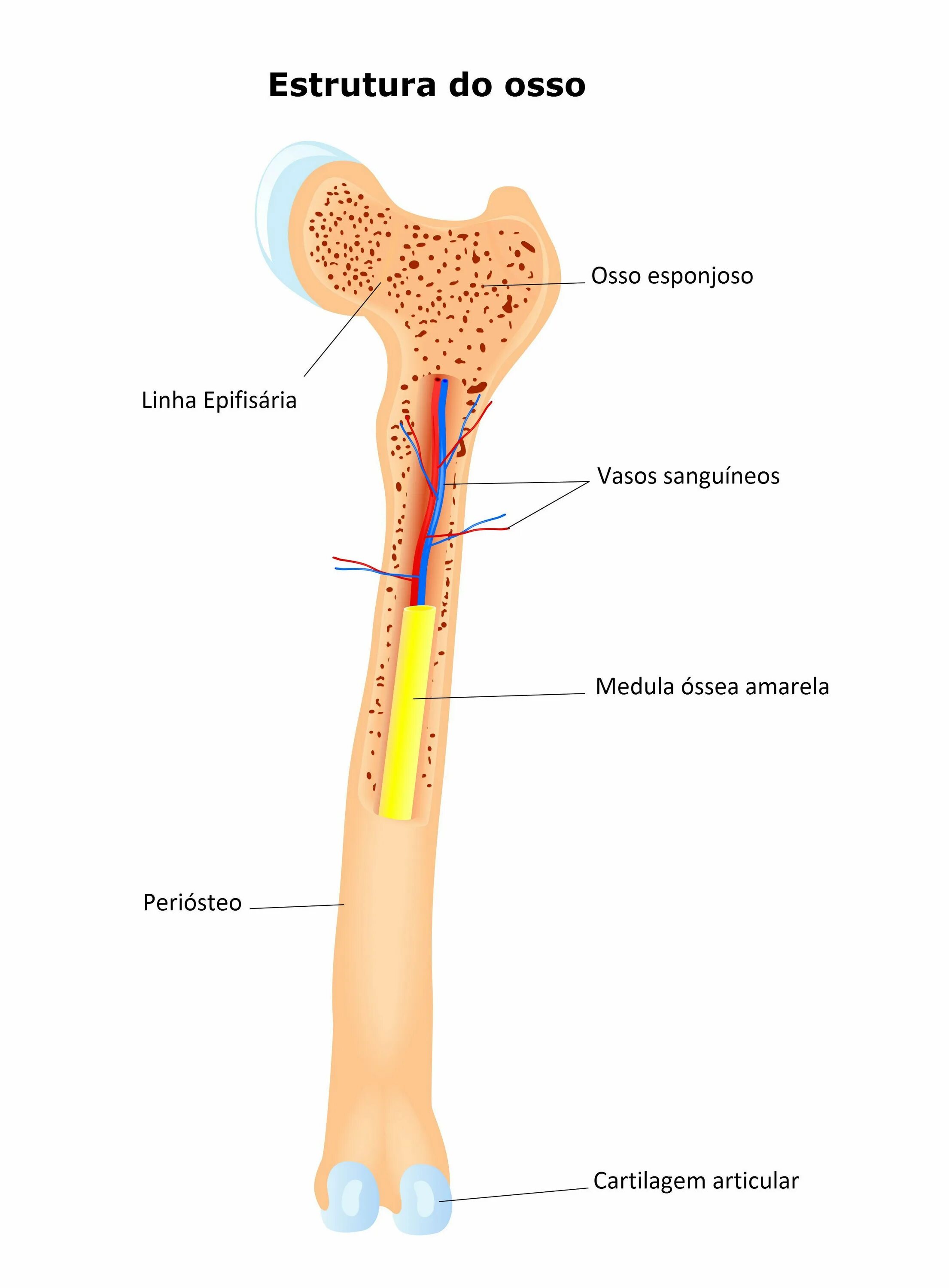 Long bone. Bone structure. Long Bones. Femur Bone structure. Строение длинных костей periosteum.