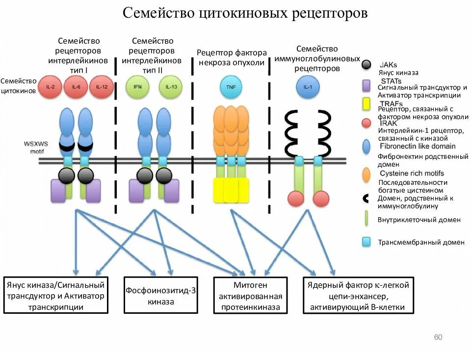 Семейства рецепторов цитокинов. Строение цитокиновых рецепторов. Ядерный Рецептор структура и функции. Ядерные рецепторы строение.