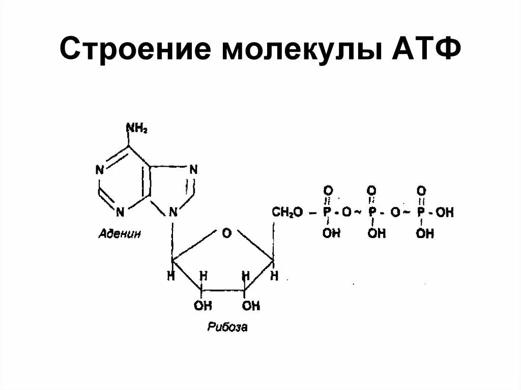 Рисунок молекулы атф. Структура молекулы АТФ. Строение молекулы АТФ. Строение АТФ биохимия. Структурные компоненты АТФ.