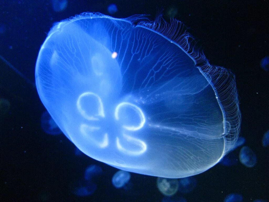медуза (биология). бокаловидные медузы. медузы какой вид. сцифоидные медузы. медузы какой вид.