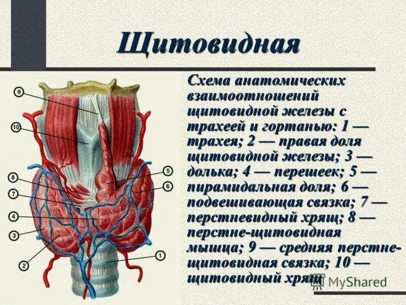 Артерии щитовидной железы анатомия. Щитовидная железа строение анатомия. Строение доли щитовидной железы. Перешеек щитовидной железы. Образование перешейка щитовидной железы