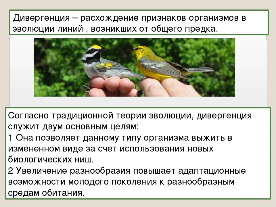 Чем определяется расхождение признаков у родственных групп. Дивергенция расхождение признаков. Примеры дивергенции в биологии. Дивергенция причины сходства признаков.