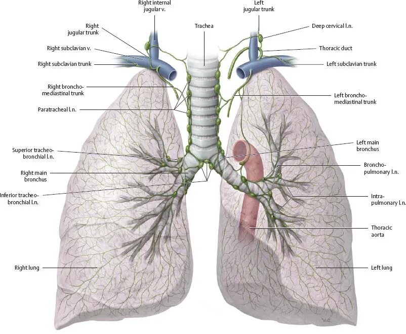 Бронхи на латыни. Строение легких и бронхов плевра. Анатомические структуры корня легкого. Анатомия легких Синельников. Легкое строение анатомия.