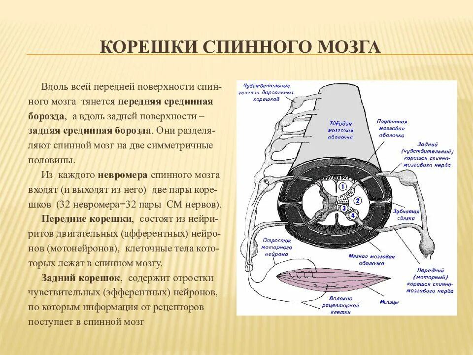 Входят в состав задних корешков спинного мозга. Функции задних Корешков спинного мозга. Функции передних и задних Корешков спинного мозга. Функции задних и передних Корешков сегментов спинного мозга.. Функции Корешков спинного мозга задних и передних таблица.