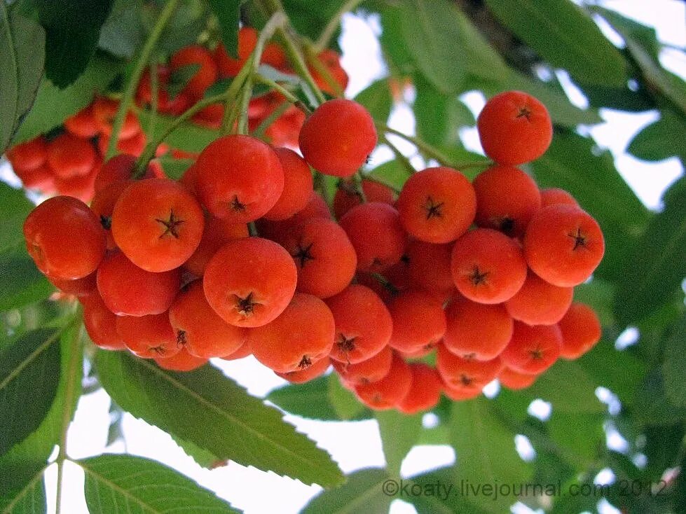 Рябина (sorbus sibirica). Песня ягодки рябинки красные косынки. Земляничка стихотворение. Рябина вектор. Ягоды рябинки красные косынки.