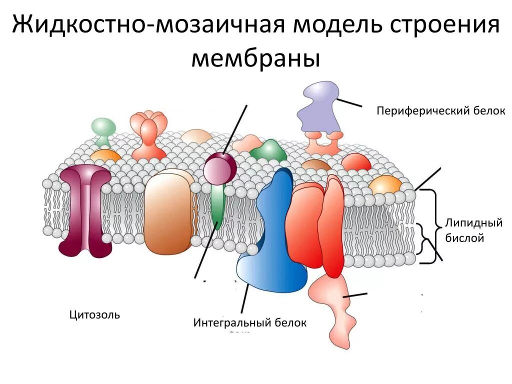 Возникновение мембраны клетки. Жидкостно-мозаичная модель мембраны Сингера-Николсона. Жидкостно-мозаичная модель биологической мембраны. Жидкостно-мозаическая структура мембраны. Сингер и Николсон жидкостно мозаичная модель.