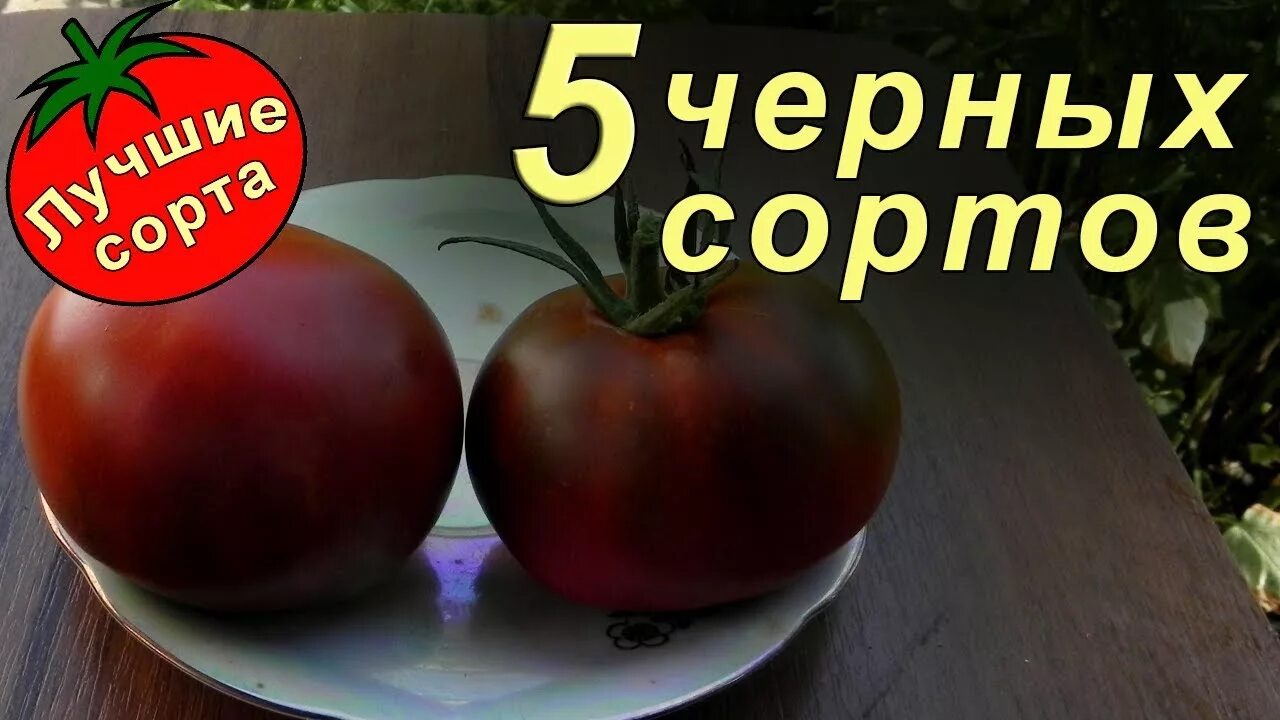 Цыган сорт томатов отзывы и описание. Томат черный цыган. сорт цыган томат. сорт помидор цыган. помидоры цыган описание сорта.