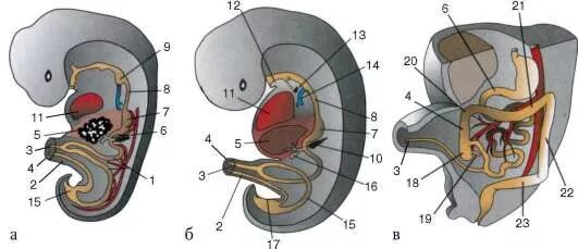 Эмбриогенез пищеварительной трубки. Эмбриология кишечной трубки. Онтогенез пищеварительной системы. Развитие пищеварительной системы эмбриогенез. Эмбриональное развитие пищеварительной системы человека.