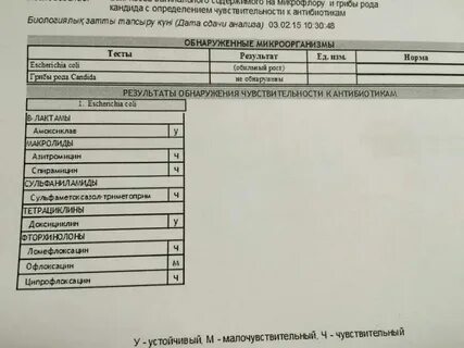 Сколько дней делается моча на антибиотики